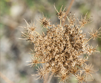 Close-up of wilted flowering plant