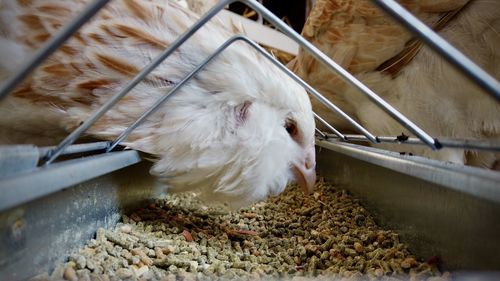 Close-up of white horse in cage