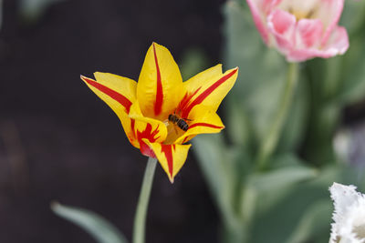 Close-up of insect pollinating flower