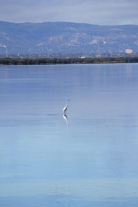 Bird flying over sea