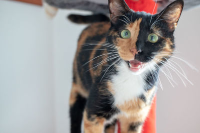 Close-up portrait of a cat