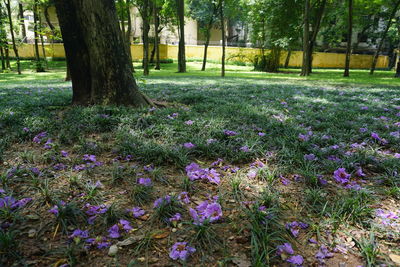 Purple flowers growing on tree trunk