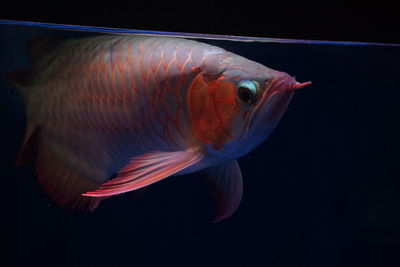 Close-up of fish swimming in sea