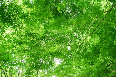 Low angle view of trees in forest