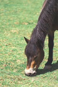 Horse grazing in a field