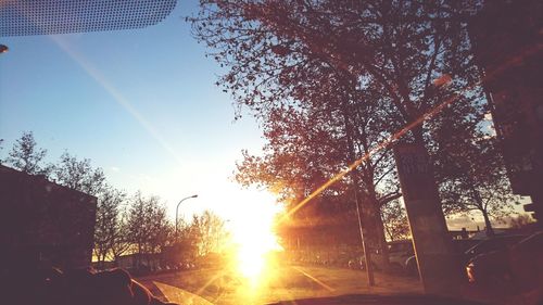 Sun shining through trees