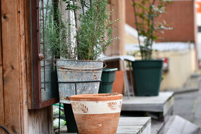 Close-up of potted plant on table