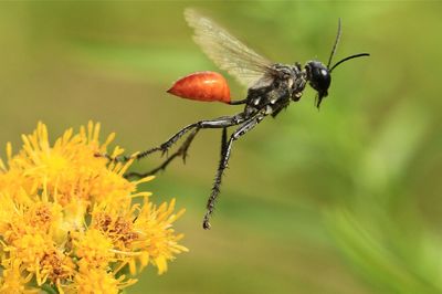 Close-up of bee flying by yellow flower