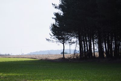 Trees on field against sky