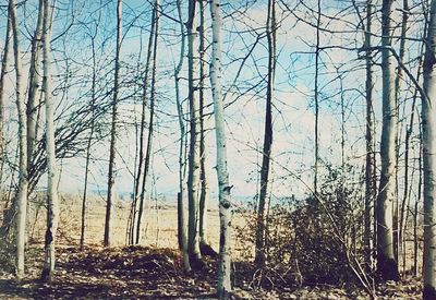 Scenic view of forest against sky