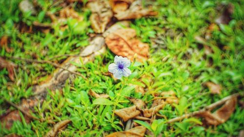 High angle view of purple flowering plant on land