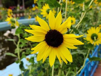 Close-up of yellow sunflower