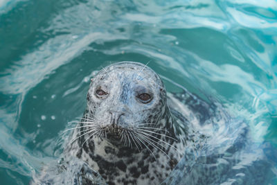 Close-up of seal swimming in sea