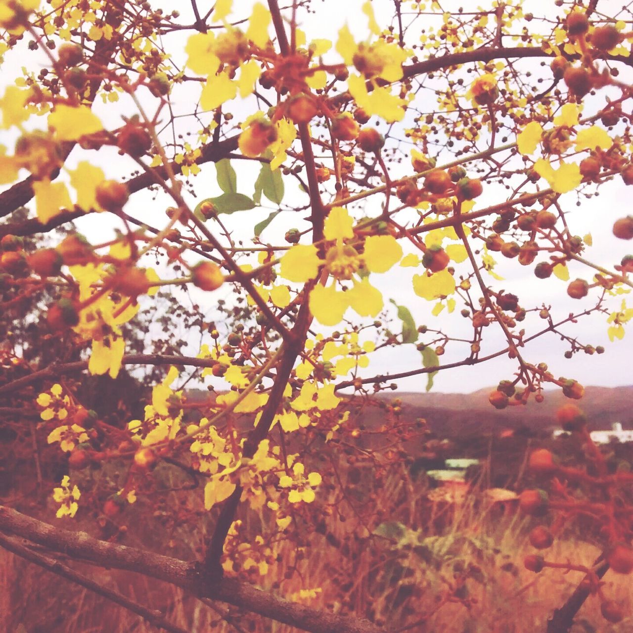 flower, branch, tree, growth, freshness, fragility, low angle view, yellow, beauty in nature, nature, blossom, leaf, in bloom, season, petal, blooming, built structure, day, building exterior, springtime