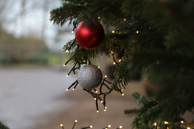 Close-up of christmas tree