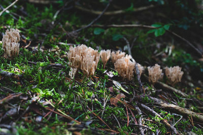 Close-up of mushrooms growing on field