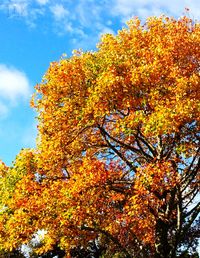 Low angle view of tree against sky