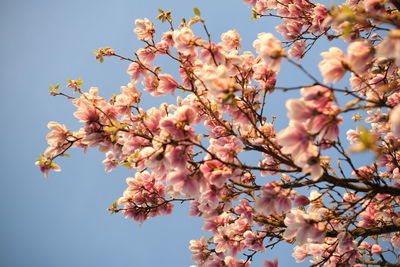 Low angle view of cherry blossom