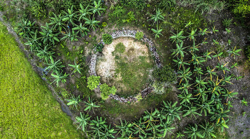 High angle view of plants on land