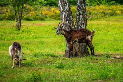 Goats grazing