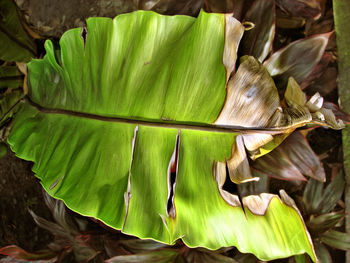 Close-up of green leaf