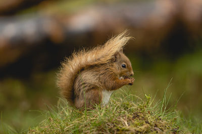 Close-up of squirrel on grass