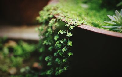 Close-up of potted plant