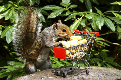 Grey squirrel with a shopping trolley full of peanuts in a woodland setting