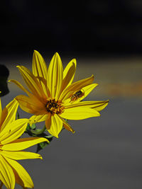 Close-up of yellow flower