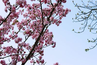 Low angle view of cherry blossom tree