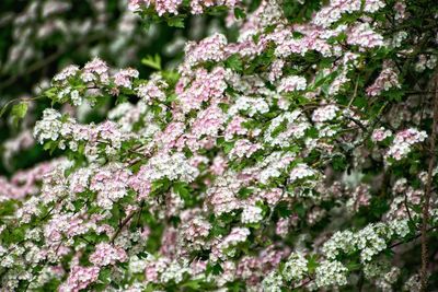 Close-up of pink cherry blossoms in spring