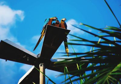 Low angle view of bird perching on metal against sky