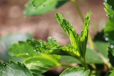 Close-up of wet plant leaves