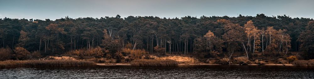 Scenic view of river in forest against sky