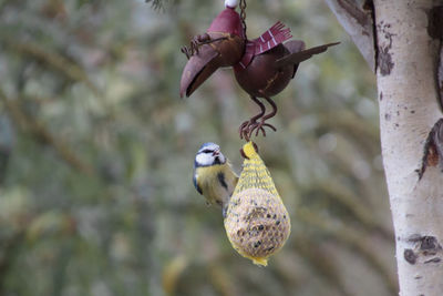 Close-up of crab hanging outdoors