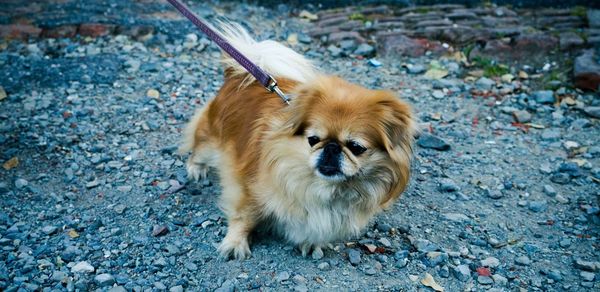 High angle view of dog standing outdoors