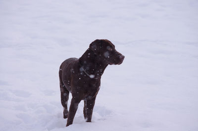 Dog on snow covered land