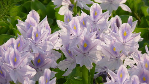 Close-up of purple flowering plants