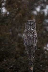 Close-up portrait of owl