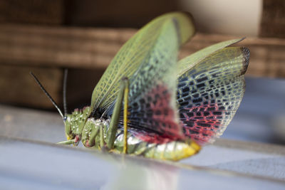 Close-up of butterfly on leaf