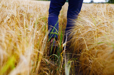 Farmer legs in wheat field