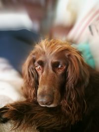 Close-up portrait of dog