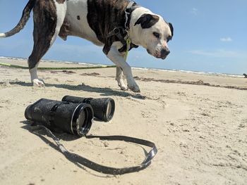 View of a curious dog on beach white sand beach examining binoculars