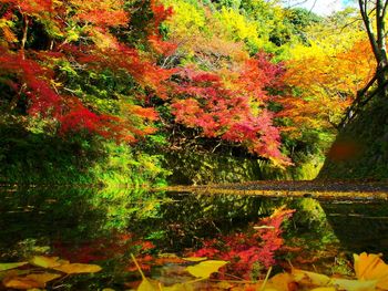 Trees by lake in forest during autumn