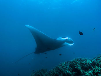 Low section of person swimming in sea