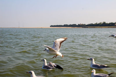 Seagulls flying over lake against clear sky