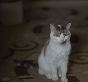 Portrait of cat sitting on floor at home