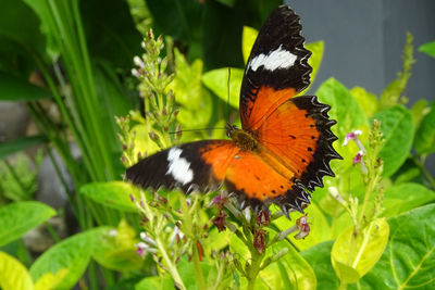 Close-up of butterfly on orange flower