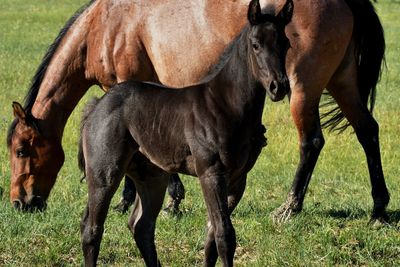 Horses wuth colts in a field