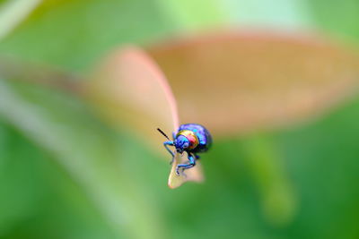 Close-up of ladybug on leaf